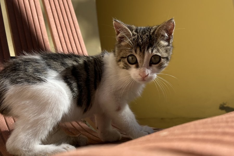 Tekir Kedi Sahiplendirme 2