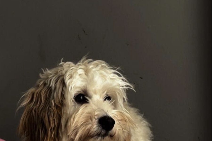 Maltipoo 10 aylık dişi 3