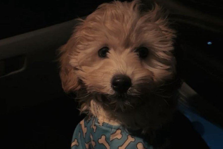 Maltipoo 10 aylık dişi 2