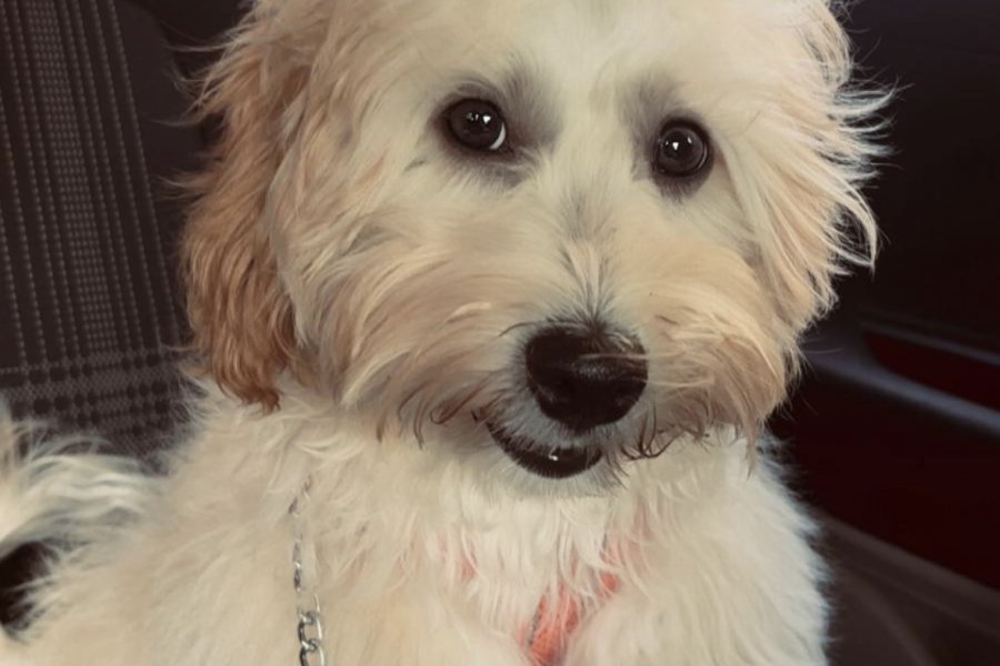 Maltipoo 10 aylık dişi 1