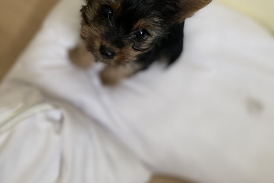 Teacup yorkie terrier yavrular 3