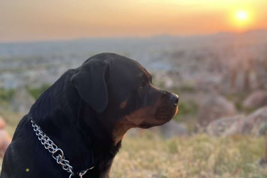 Sadık ve Koruyucu Rottweiler Dostumuz Yuva Arıyor 2