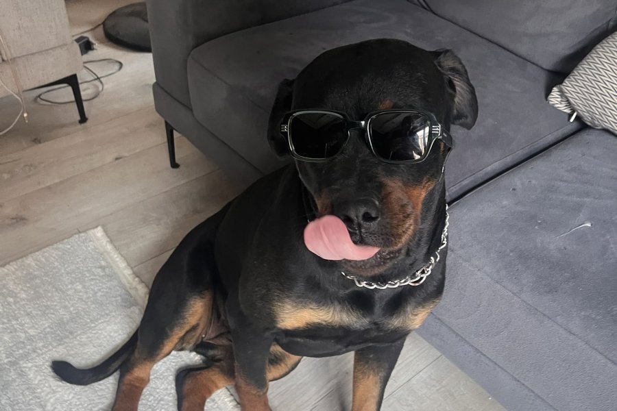 Sadık ve Koruyucu Rottweiler Dostumuz Yuva Arıyor 3