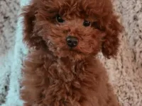 Toy Poodle Yavrumuz 0 Numara Teacup