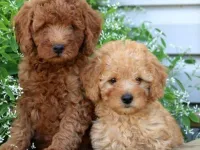 Maltipoo Cinsi Yavrular Ev Üretimi