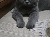 British Shorthair Sahiplendiriyoruz