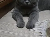 British Shorthair Sahiplendiriyoruz