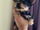 Teacup yorkie terrier yavrular