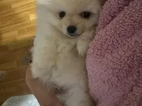 Pomeranian