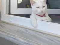 Ankara Kedisi Sahiplendiriyorum (güllaç) erkek. 4 yaşında