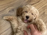 Çok tatlı maltipoo