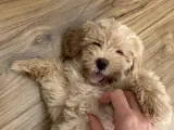 Çok tatlı maltipoo