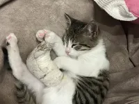 Tekir Kedi Sahiplendirme