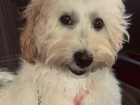 Maltipoo 10 aylık dişi