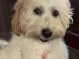 Maltipoo 10 aylık dişi