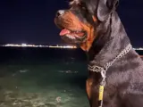 Sadık ve Koruyucu Rottweiler Dostumuz Yuva Arıyor