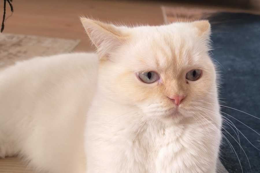 Erkek british kedi 3