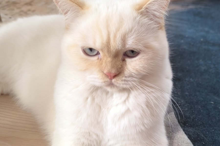 Erkek british kedi 2