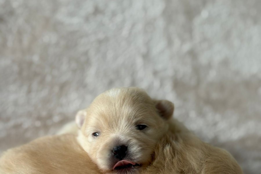 Pomerian Boo 1