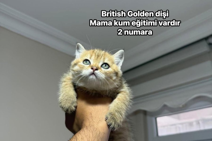 Sevimli Golden Yavrular 2