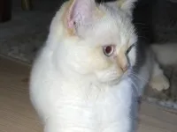 Erkek british kedi