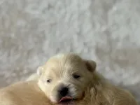 Pomerian Boo