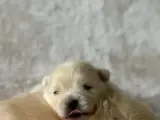 Pomerian Boo