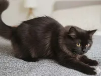 British Longhair (Koyu Kahve, 4 Aylık)