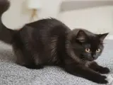 British Longhair (Koyu Kahve, 4 Aylık)