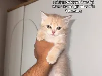 Sevimli Golden Yavrular