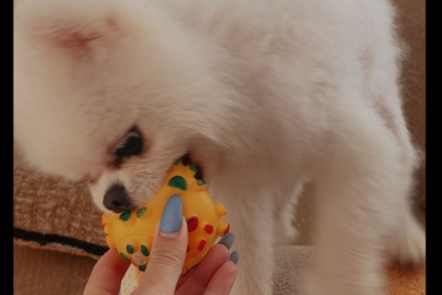 10 Aylık Erkek pomeranian 2