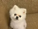 10 Aylık Erkek pomeranian