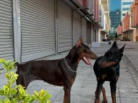 Safkan Doberman Bebekler