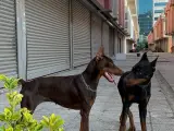 Safkan Doberman Bebekler
