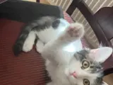 Acil yuva aranıyor!