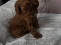 2 aylık erkek toypoodle