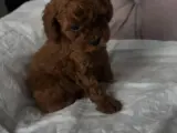 2 aylık erkek toypoodle