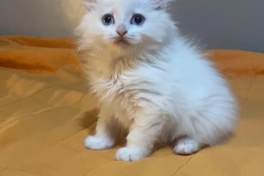 Sevimli British Longhair Yavrumuza Sıcak Bir Yuva 2