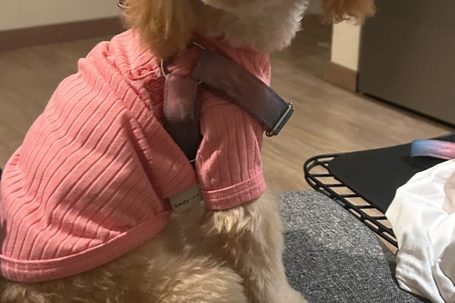 Kahverengi toypoodle 3