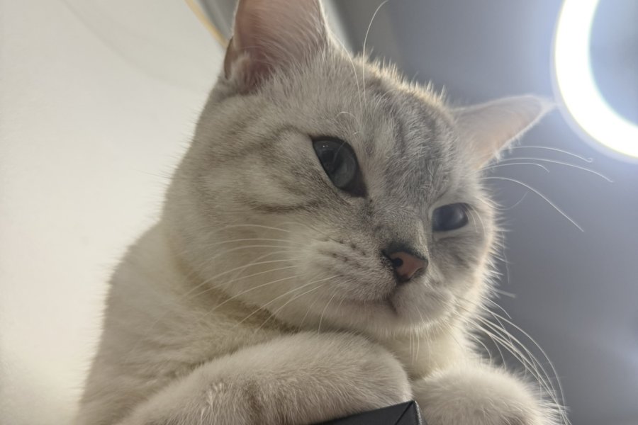 Acil Sahiplendirilecek Ücretsiz British Blue Point erkek/kısır 2