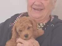 Kahverengi toypoodle