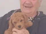 Kahverengi toypoodle