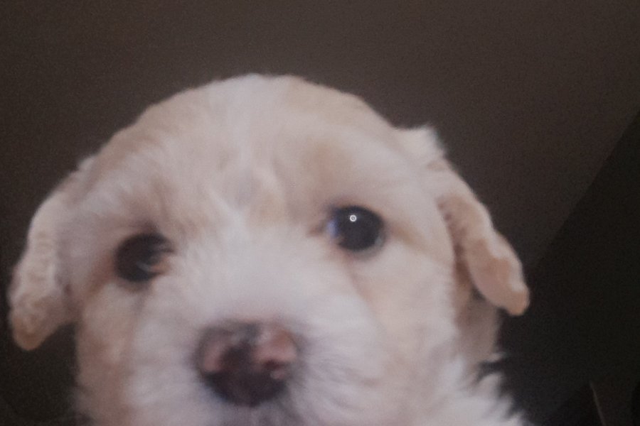 Maltese Yavru Sahiplendirme 3