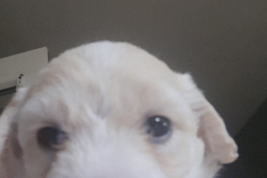 Maltese Yavru Sahiplendirme 2