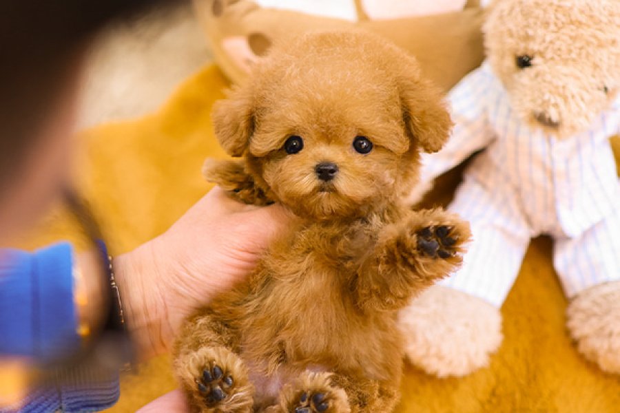 KOREAN TOY POODLE YAVRULARIM 2