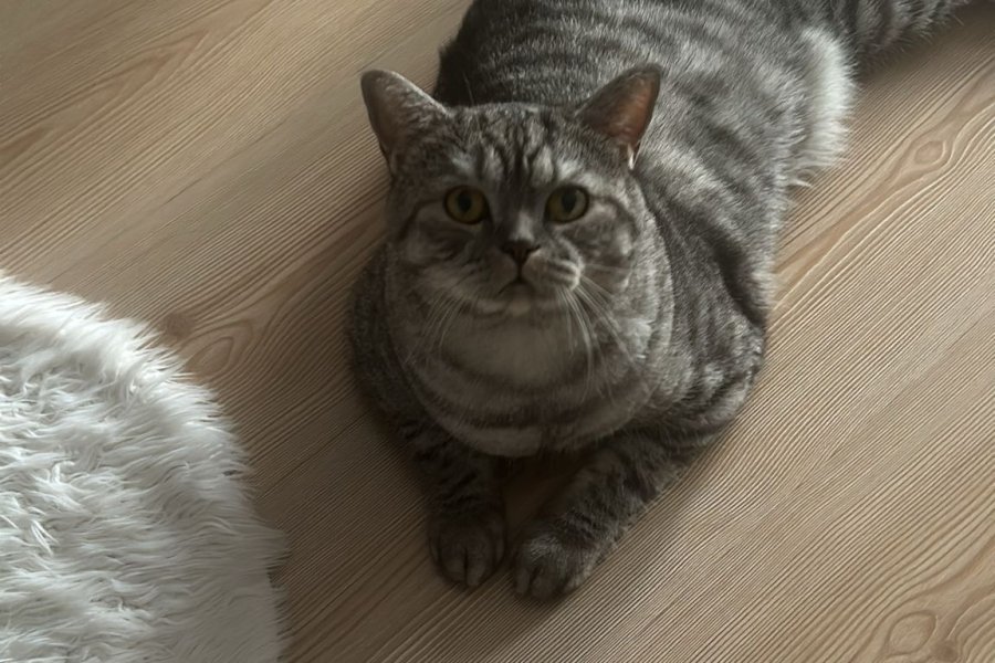 Bırıtısh shorthair kısır yetişkin hero 3