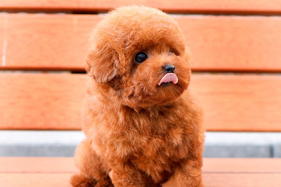 KORE KAN TOY POODLE YAVRULARIM 2