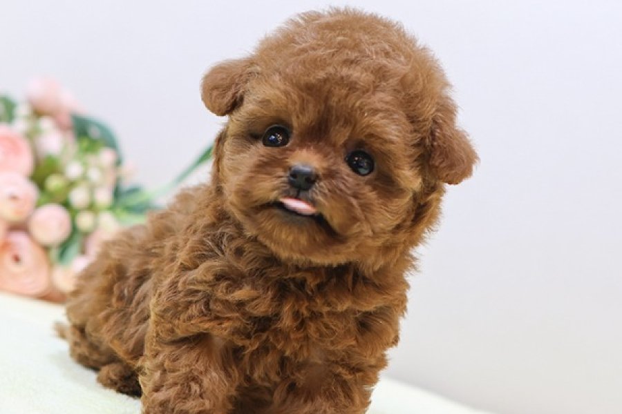 TOY POODLE YAVRULARIM SHOW KALITE 2
