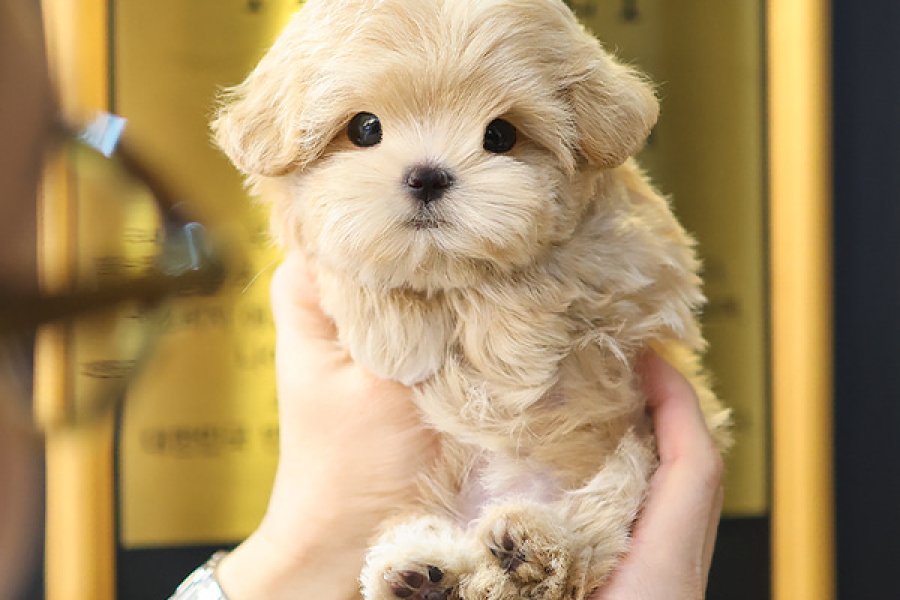 MALTIPOO BEBEKLERIM 2