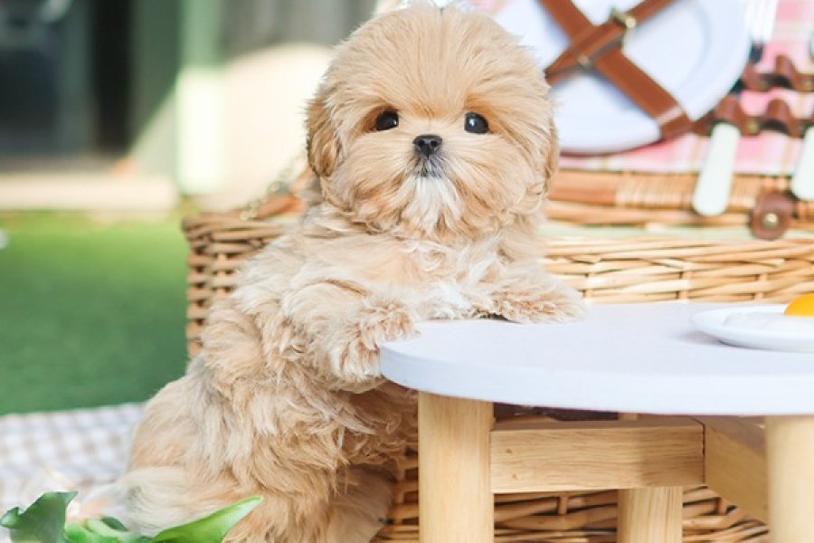 EN OZEL MALTIPOO COCUKLARIMIZ. 1
